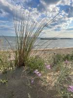 Les pins du Capri - Meublé de tourisme 3 étoiles - B&B La Grande-Motte