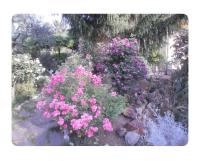 Corelli & Company Rose Musica e Libri - B&B