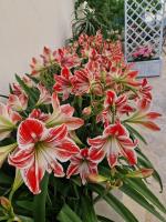 Dimora le Camelie - Ferienwohnung Vieste