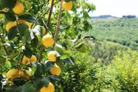 Typical Tuscan farmhouse in charming position between Panzano -Greve in Chianti - B&B Lamole