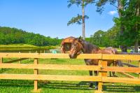 Lakeside Farm Sanctuary! 30-Acre Benson Retreat - B&B Benson