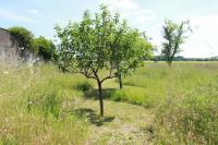 Le figuier - B&B Saint-Sauveur