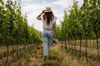 Ve Vinici - Ferienwohnung Drnholec