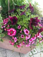 ALSACE Gîte 3étoiles climatisé prox Colmar, Eguisheim, parking, jardin - B&B Oberhergheim