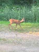 Maison à Saint Briac chez Delphine - B&B Saint-Briac-sur-Mer
