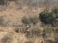 Majuli River Lodge - overlooking Kruger Park - B&B Marloth Park