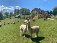 Biohof Kroisleitner - B&B