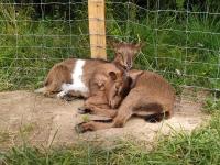 Longère à la campagne - B&B Saint-Rémy