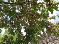 Ubytování u Natálky - B&B Valtice