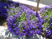 Apartmani Vuco - B&B Sevid