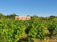 Un loft original au milieu des vignes - B&B Lugasson