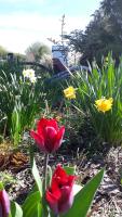 Folster Gardens Bed and Breakfast - B&B Invercargill