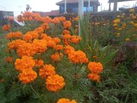 Eco Farm - B&B Kiratu