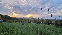 Welsh hilltop escape Llandeilo-Glamping and holiday let - Chambres d'hôtes Llandeilo