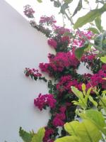 Vineyard house - Ferienwohnung
