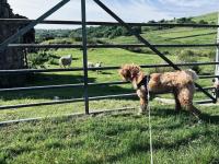 Eilio Cottage- Closely located to Snowdon - B&B Waunfawr