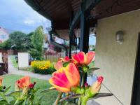 Cozy Garden Apartman - B&B Gyula