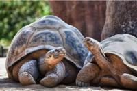 L'appartement des tortues - Chambres d’hôtes