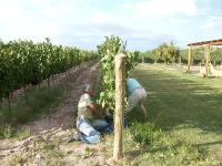 Habitación Experiencia Vino