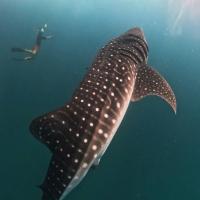 Dhigurah Dhonveli Boutique - B&B Dhigurah