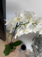 AM3Office apartment Lausanne new, cozy, central, fast Wi-Fi & contactless check-in - B&B Prilly