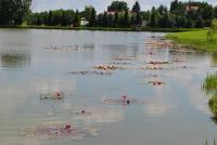 Flamingo - B&B Poręba Żegoty