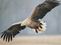 Wohnung Adlerhorst in Eversen-Heide - B&B Eversen