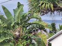 L'Etoile du piton - B&B Saint-Joseph