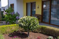 Traumferienwohnung an der Mosel - Gabi Schöneberg - B&B Traben-Trarbach