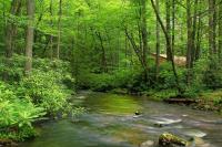Dogwood Hills - B&B Nashville