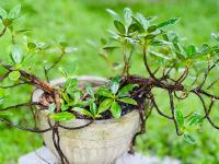 Gert's Aerovista villa - Ferienwohnung Seeduwa