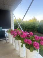 Green Oasis - B&B Stolniceni-Prăjescu