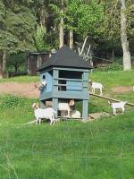 Ferienhaus Strunks ahl Häusje - B&B Alken
