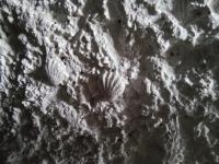 Les Coquillages - B&B Essoyes