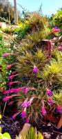Les estrelles - B&B Alguer