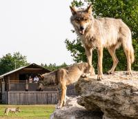 Lodges insolites chez RDV en Terre Animale - Chambres d’hôtes
