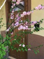 Lviv-centre apartments Gorodotska 44 - B&B Leopoli