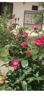 Soso Burduli's Guesthouse - Bed and Breakfast Stepantsminda