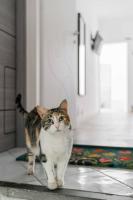 Il gatto Franco - Ferienwohnung Amalfi