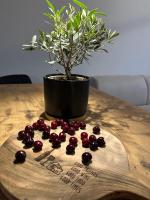 Apartment Diva Maria - B&B Stinica