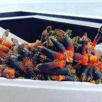 Villa Ti Neves - Peniche Beach Residence - B&B Peniche