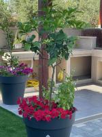 Luxury apartments Brijuni - B&B