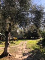 Casa Vacanza L'ulivo - Bed and Breakfast Paternò