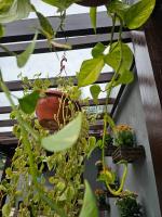 CASA AMARELA RECANTO Mesmo bairro da pizzeria Borgo Del Vino - Ferienwohnung Areal