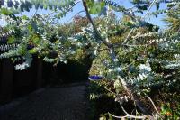 Cakebread Cottage - B&B Encounter Bay