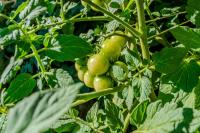 Villa Volak - B&B Briševo