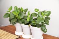 Port Alley - Old Port Chania -Pet Friendly - B&B Chionato