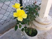 Family house on the mountain - Krstac, Njegusi - B&B Njeguši