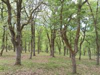 Maison sur le causse du Quercy Lot 46 - B&B Cremps