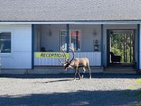 Scandinavian Dream Cottages Vikajarvi- Rovaniemi - B&B